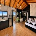 עץ הזית